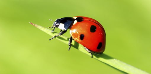 how deal ladybug infestation