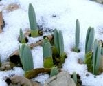 Bulbs emerging from snow