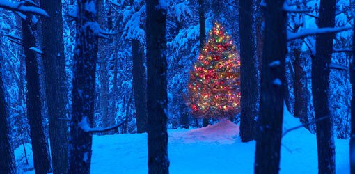 Decorated lit Christmas tree in the wood with snow