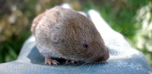 How to Deal with Voles (Field Mice) in Your Yard or Garden ...