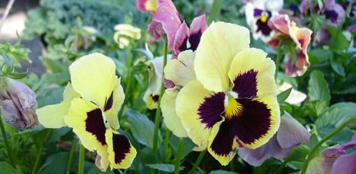 Pansy flowers blooming.
