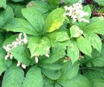 Rodgersia plants with green, serrated leaves and clumps of white flowers.