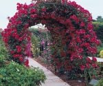 Arbor covered in climbing roses.