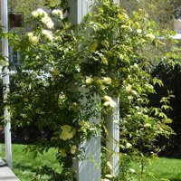 Rose with yellow flowers climbing up porch column.