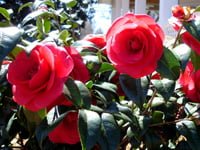 Red camellia flowers.