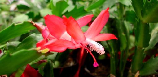 caring for holiday cactus 6