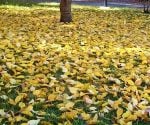 Fallen leaves on lawn