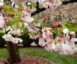 Pink and white flowers on tree