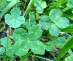 Why You Have a Yard Full of Clover