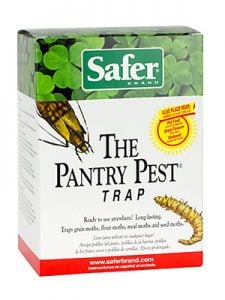 Why are there insects in pasta boxes and other pantry products?