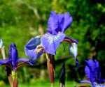 Blue iris flowers in bloom