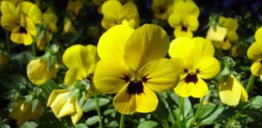 When should you plant winter flowering pansies?