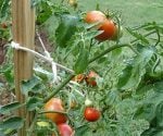 Tomato plants tied to stake with tomatoes on them.