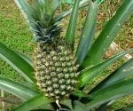 Pineapple plant with pineapple growing on top