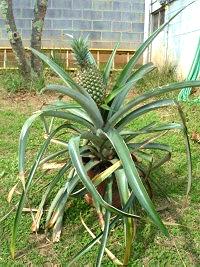how grow pineapples houseplants 6