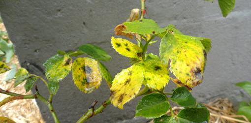 Rose leaves with yellowing and black spots