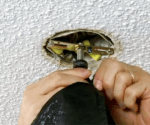 How to Protect Light Fixtures When Painting a Ceiling