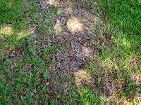 Brown patch of dead grass in lawn