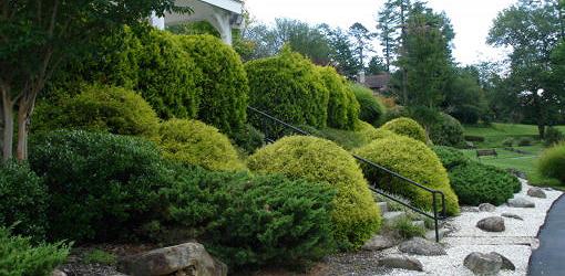 How to Plant Trees and Shrubs on a Slope or Hillside ...