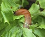 Slug eating leaf on plant