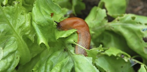 Slugs on Leaves | Garden Pests and How to Manage Them