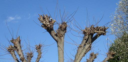 How do you care for a crape myrtle tree?