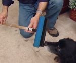 Window squeegee and dog on carpet.