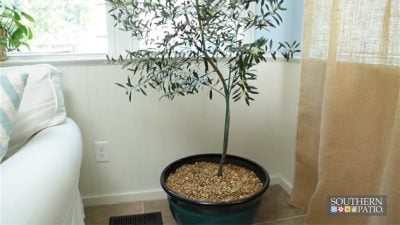 southern-patio-indoor-container-tree