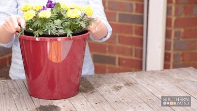 Self-Watering Planter Inserts | Today's Homeowne   r
