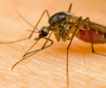 The Top 25 Cities with Mosquito Problems