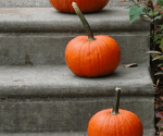 How to Best Preserve Your Pumpkin for Halloween