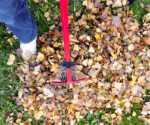 6 Tips to Remove Leaves Easier