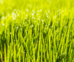 6 Steps to Getting the Perfect Lawn